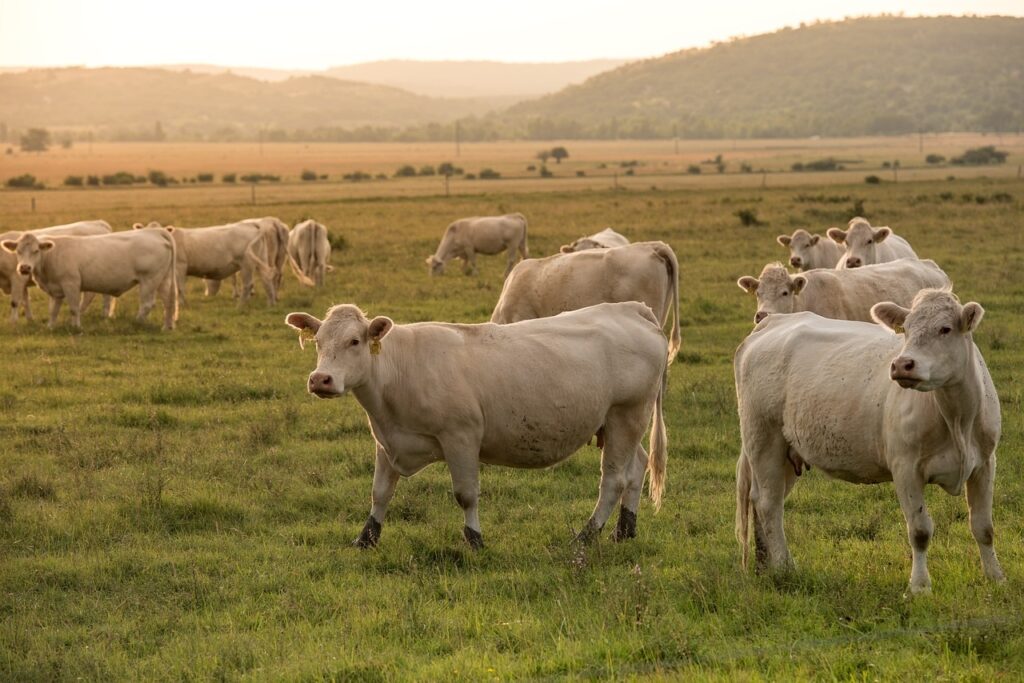 Nuovo bando Psr in Calabria, pronti i finanziamenti per il sostegno al benessere animale